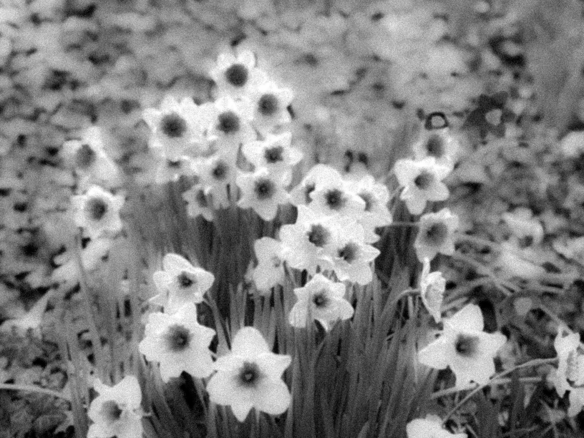 A bank of daffodils in coarse black and white grain