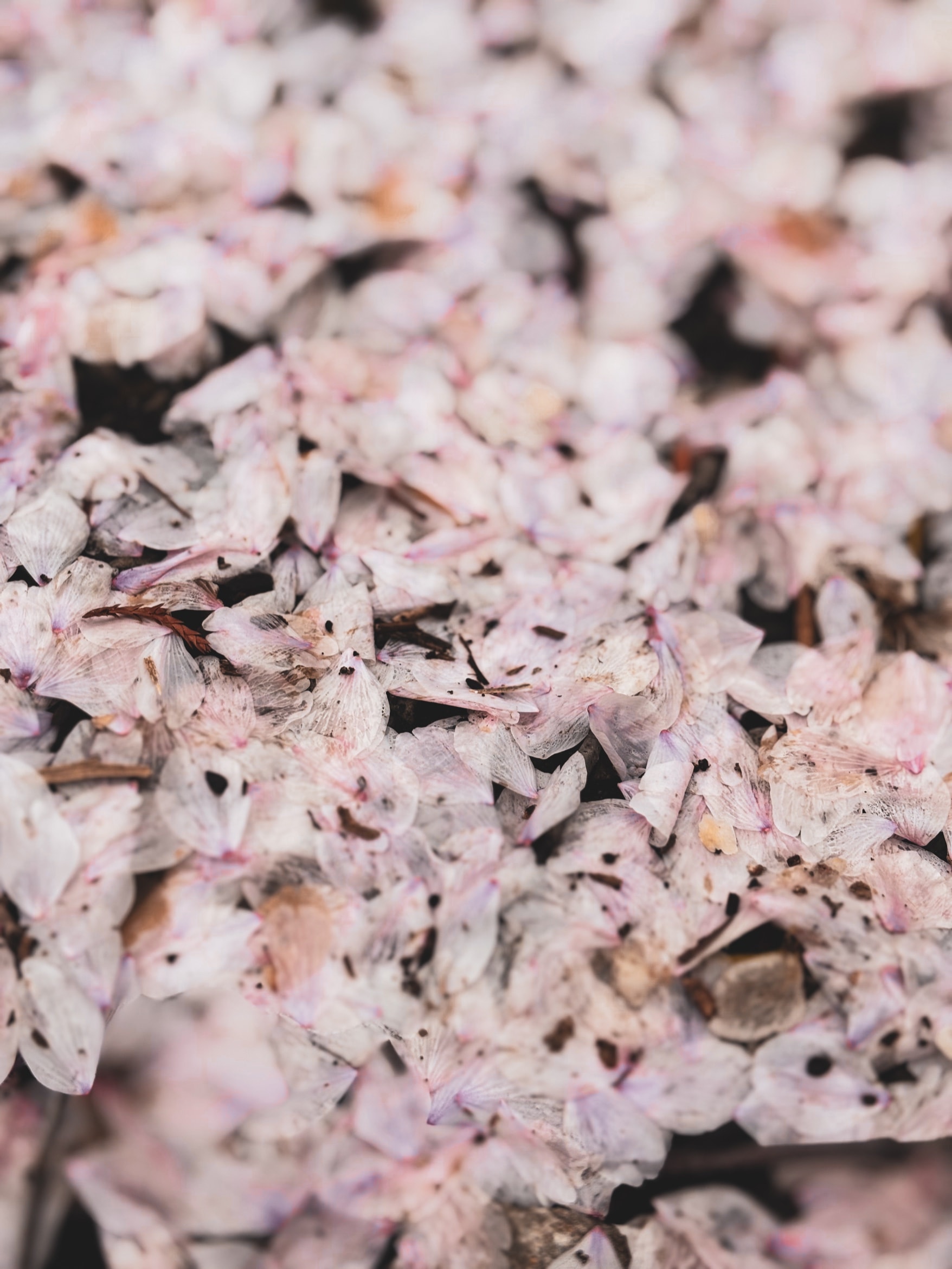 A carpet of fallen pale petals turning brown on the ground