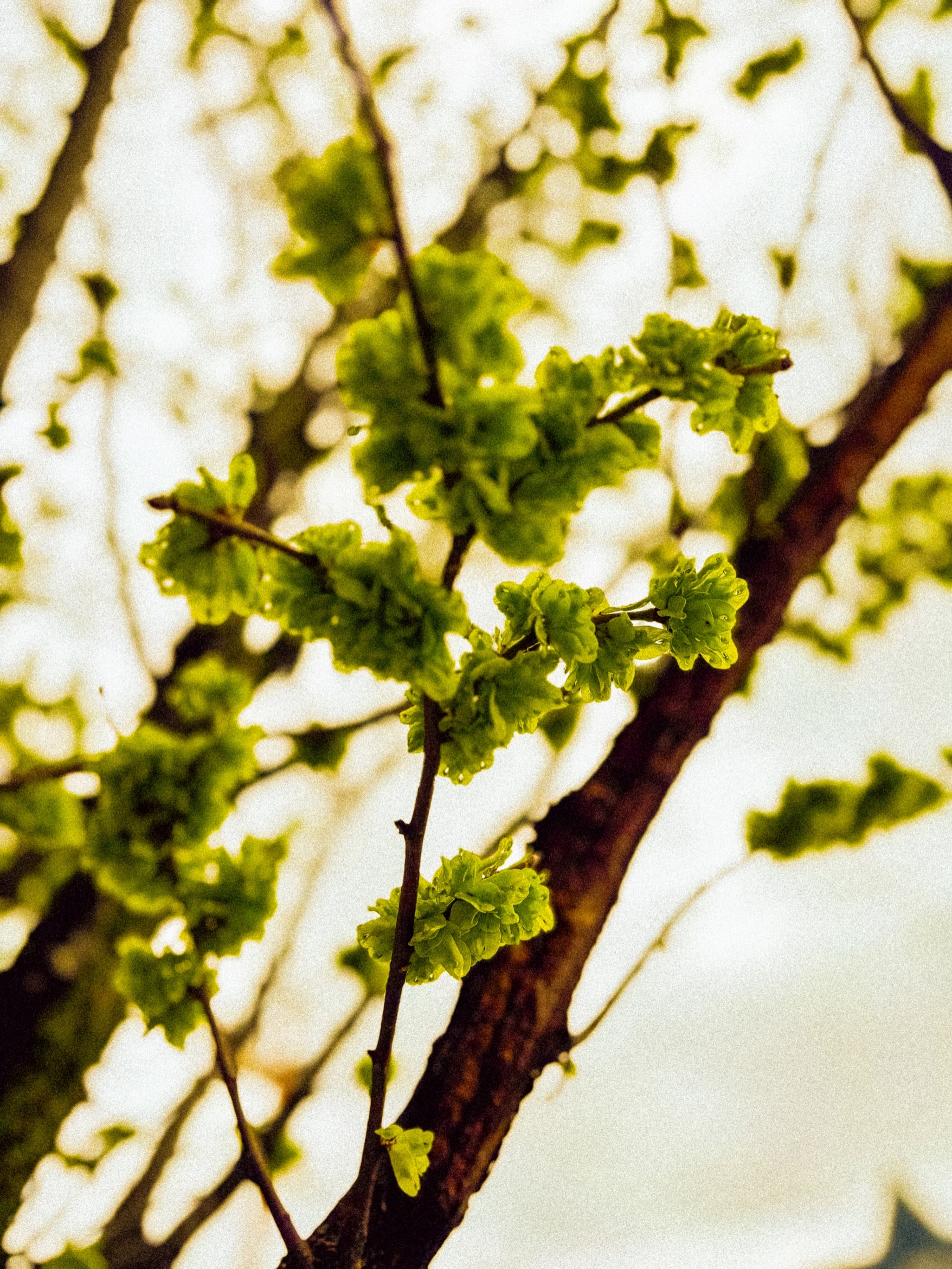 New green leaves opening along a wet branch against a white sky