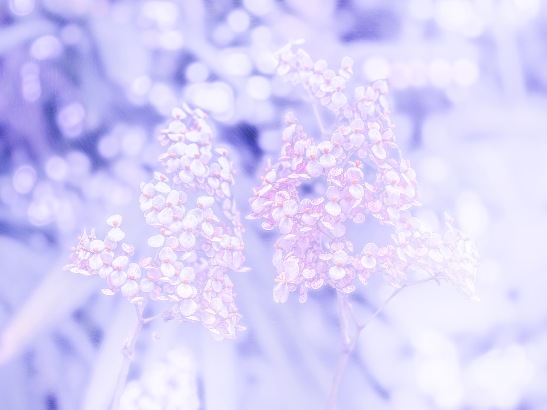 Sprays of tiny lilac blossom blown out to near white against violet bokeh