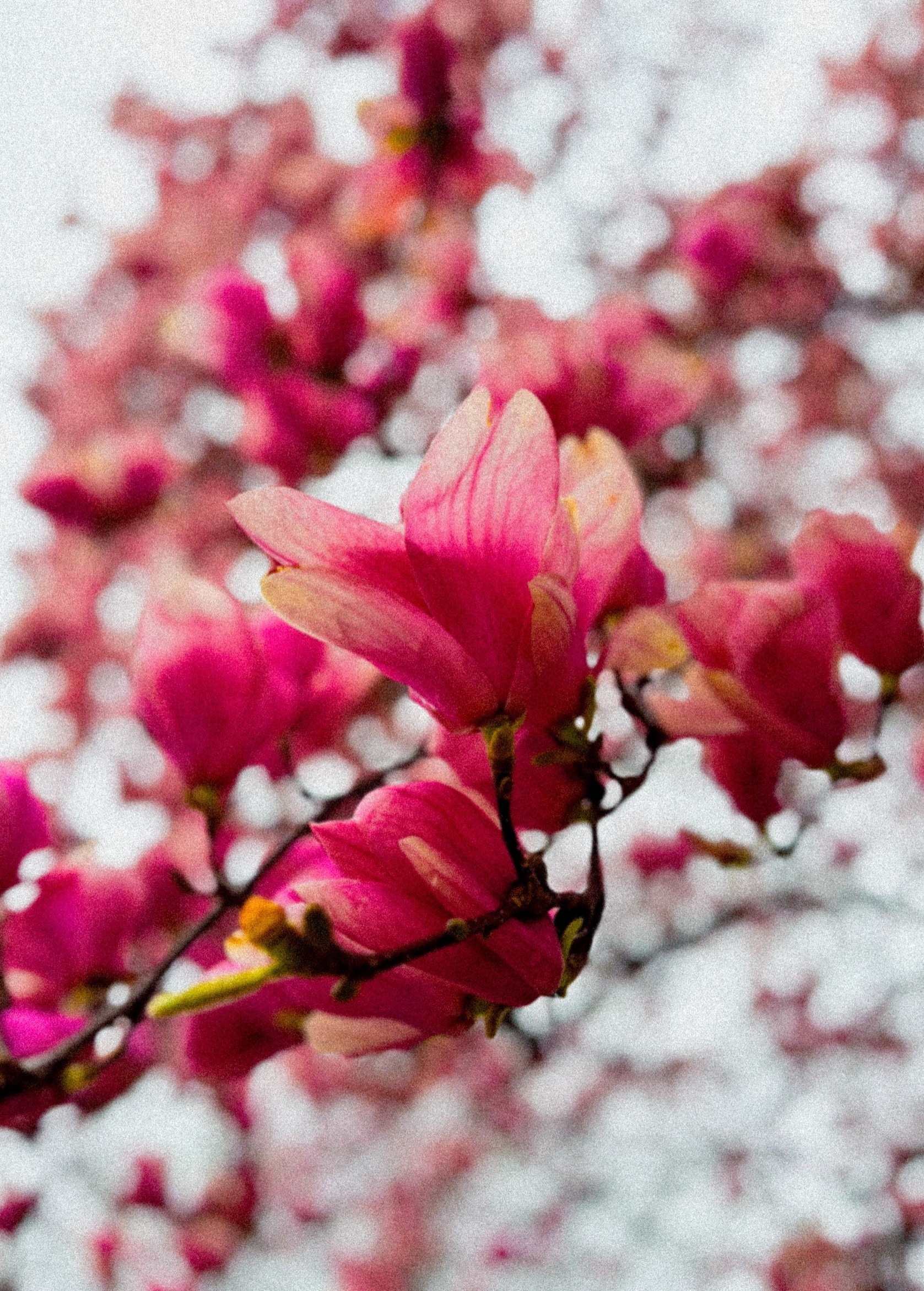 A magenta magnolia branch in full flower against a bed of pale blossom