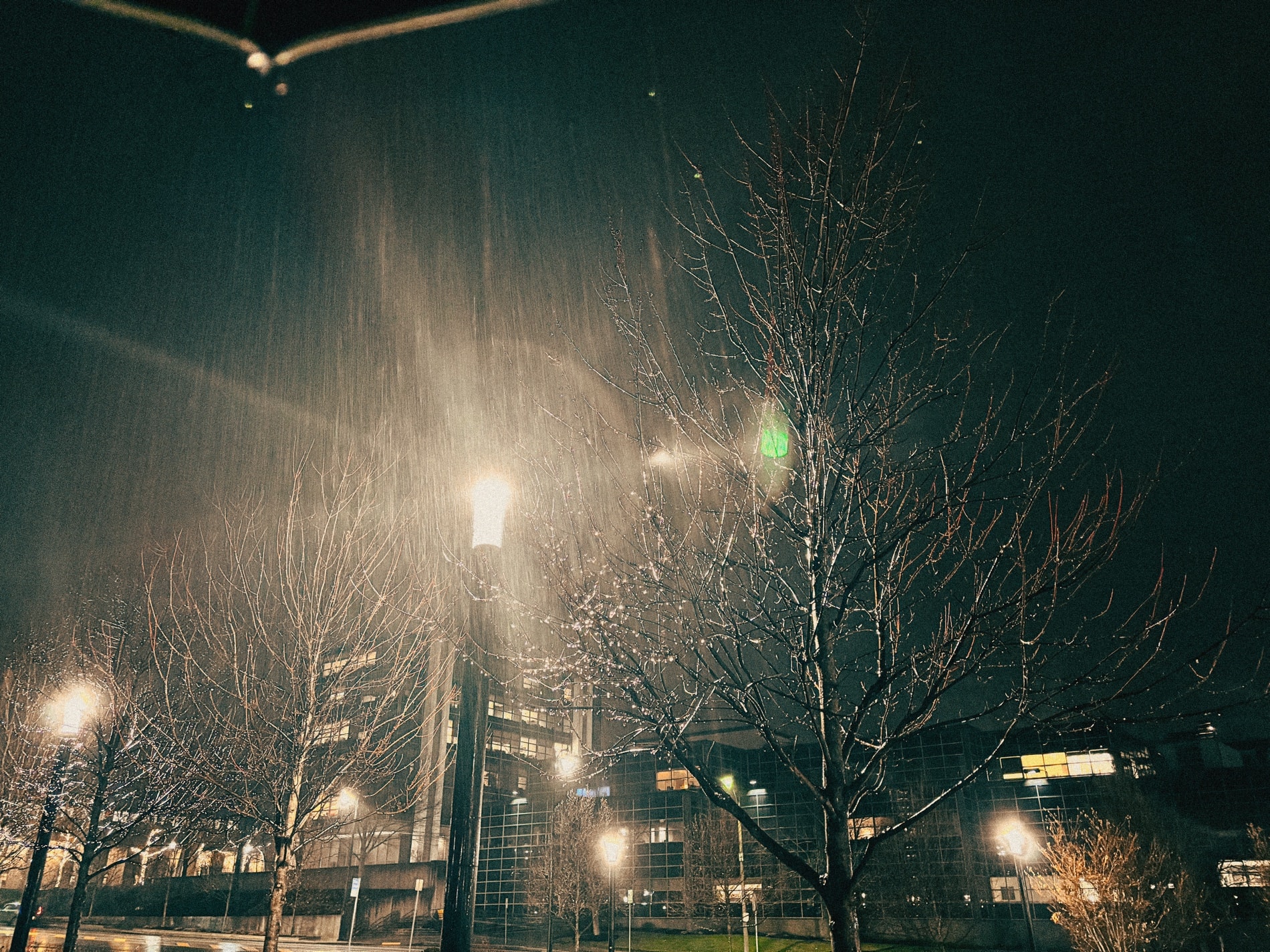 Rain falling through the beam of a streetlamp, bare trees against an office tower